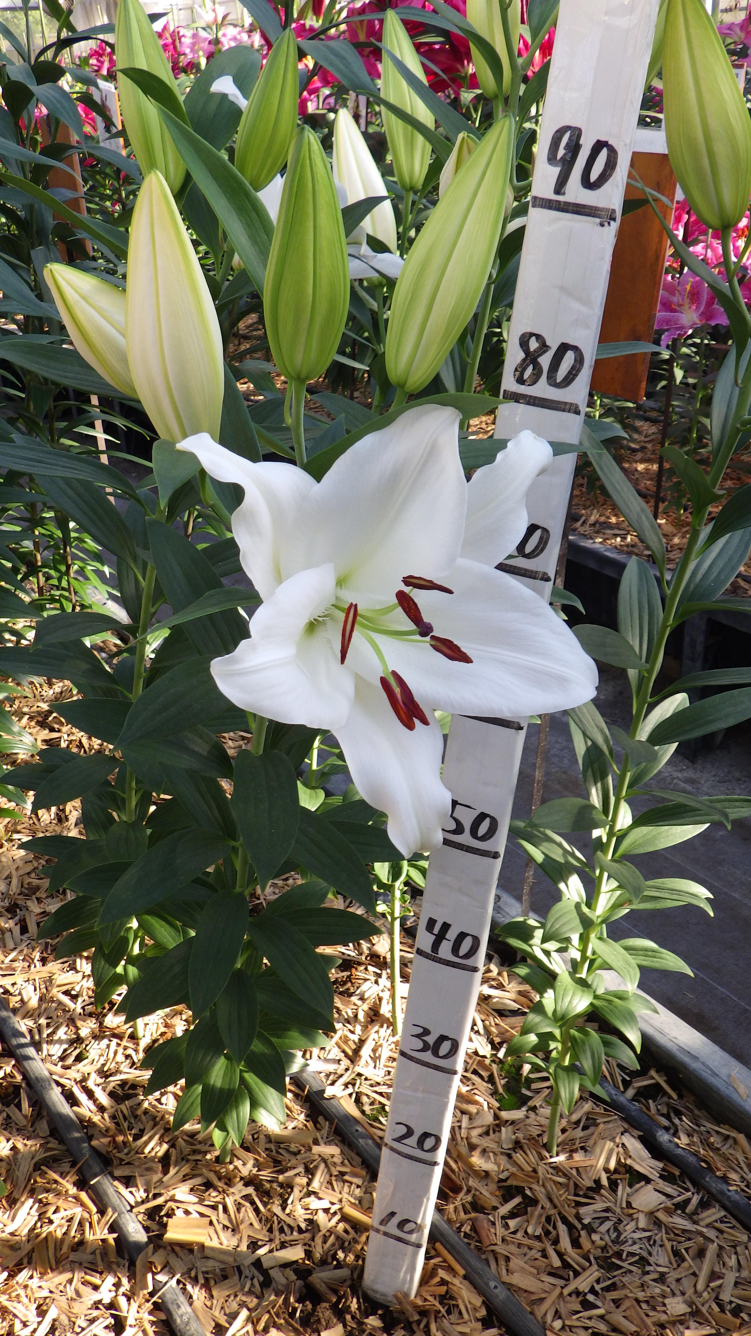 プレミアムブロンド